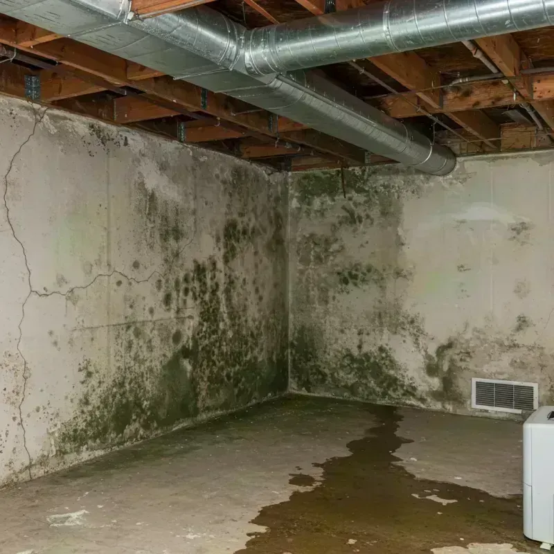 Professional Mold Removal in Louisville, CO